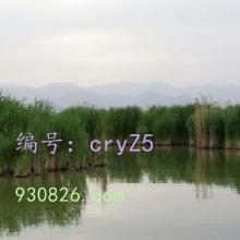 ǻ
